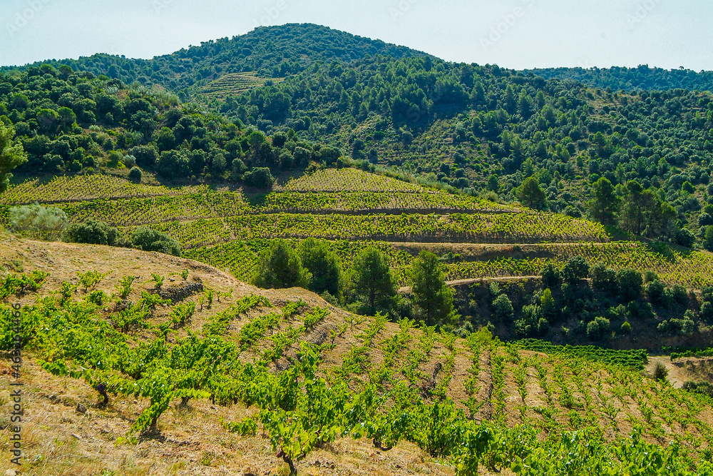 Viñedos de la comarca del Priorat, provincia de Tarragona, Catalunya.