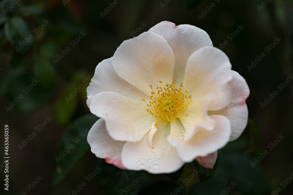 Obraz premium 雨の日のピンクのバラ