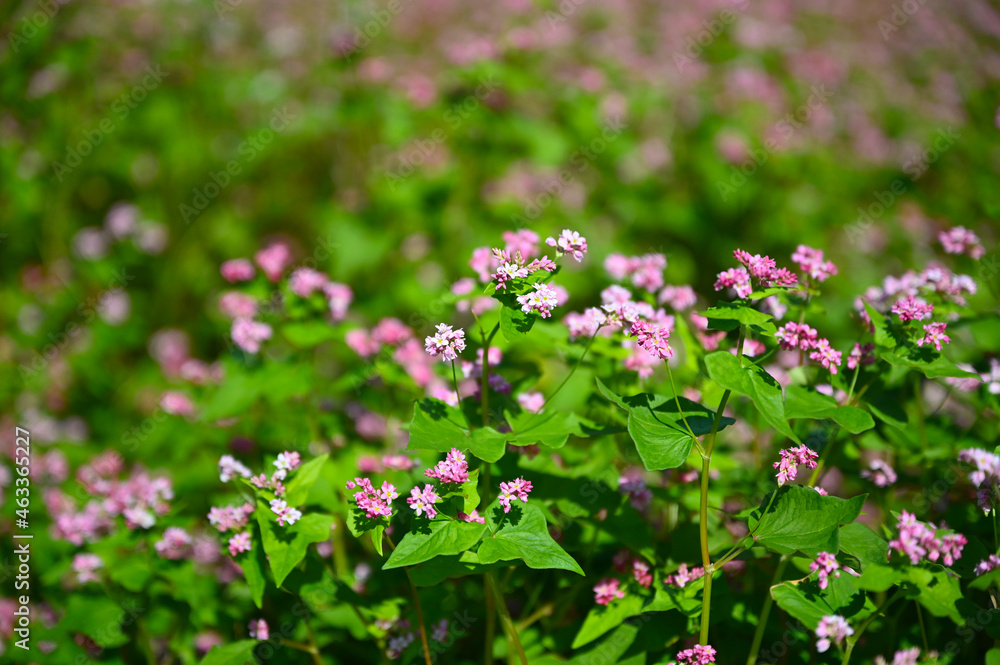 日本の国営武蔵丘陵森林公園の花畑の赤そばの花が咲く風景