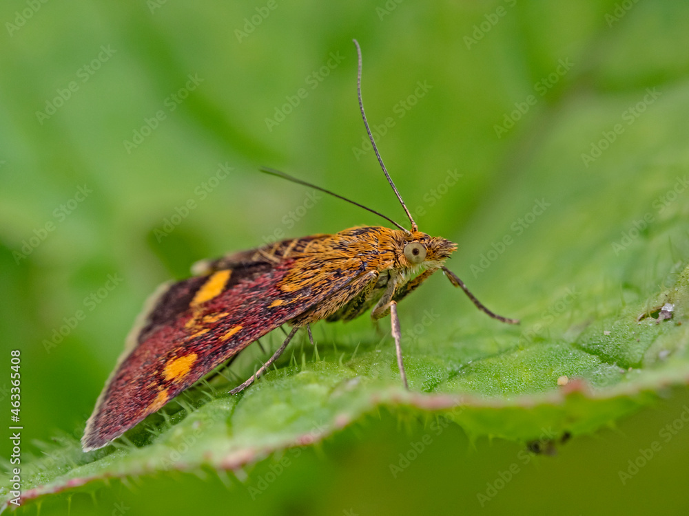 Obraz premium small moth on plant leaf