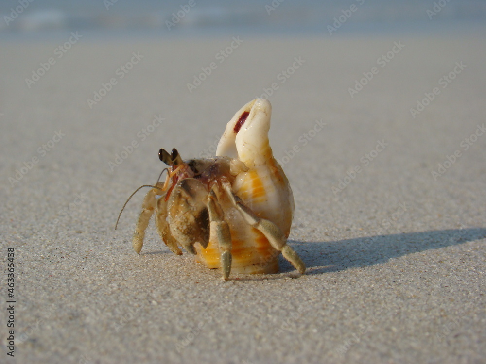 hermit crab eyes. hermit crab peeking out of its shell Stock Photo