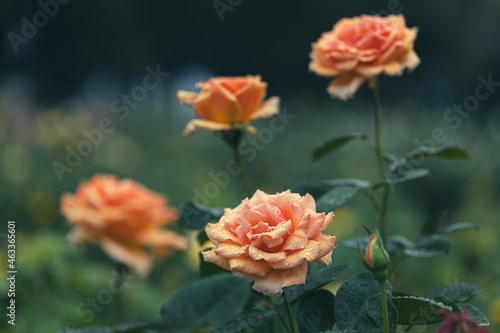 雨の日のオレンジのバラ