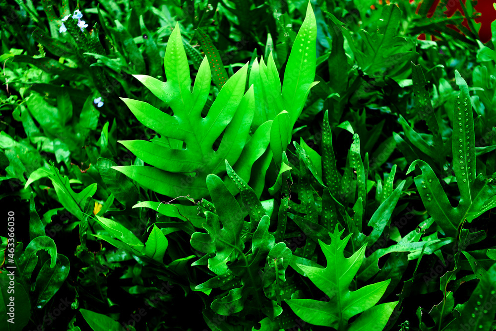 Fototapeta premium background of green leaves fern in forest