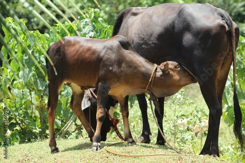 Cow and Calf Landscape