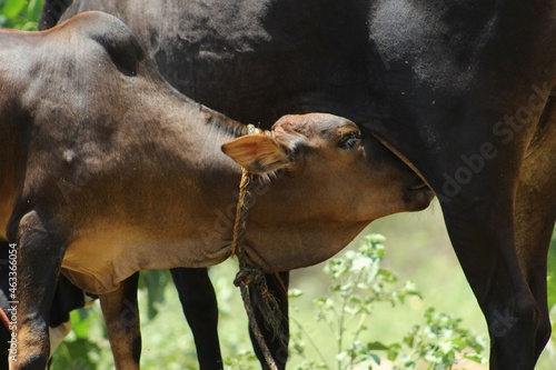cow and calf