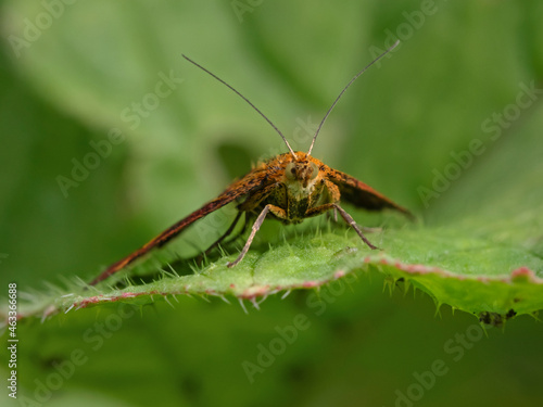 small moth on plant leaf © scubaluna