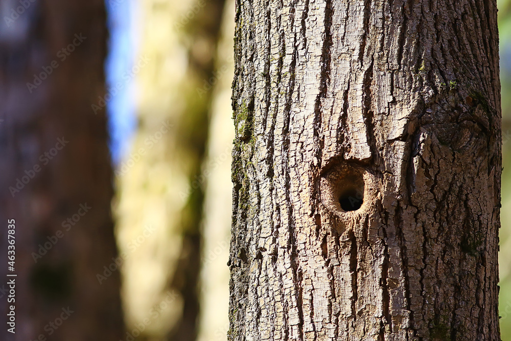 hollow in the tree, old oak hole small bird house hollow in the tree, old oak hole small bird house