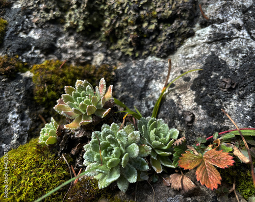 Steinbrech mit Moos und Flechten auf Fels photo