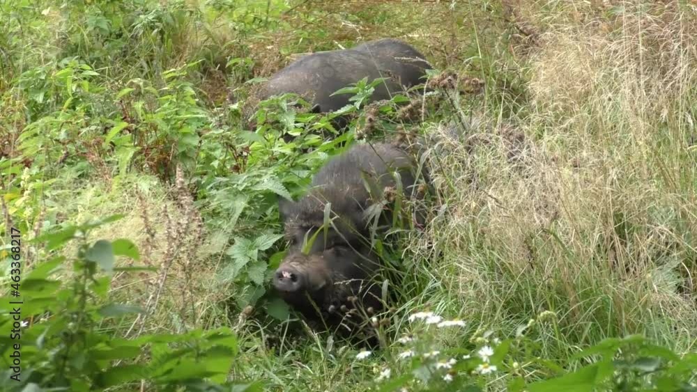 Vietnamese lop - bellied pig outside. Vietnamese lop - bellied pig outside.