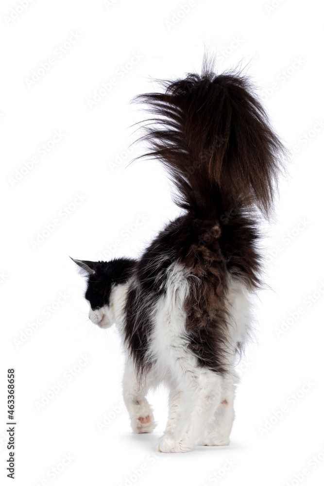 Obraz premium Maine Coon cat on white background