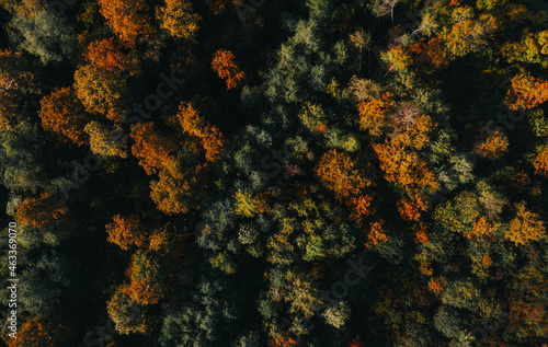 Above shot of autumn colorful forest