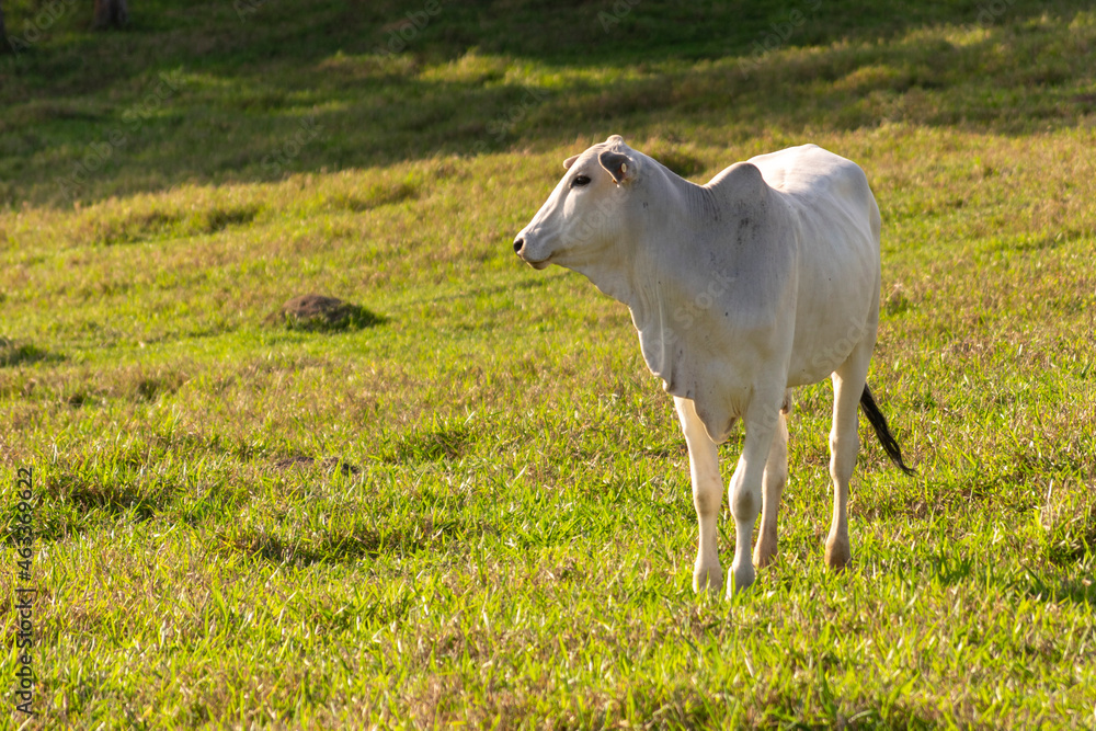 white nelore cow in the pasture white nelore cow in the pasture
