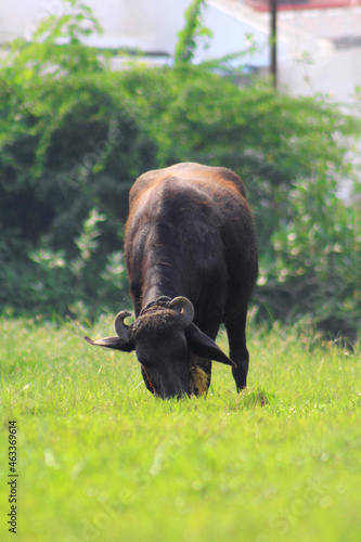 buffalo in the grass