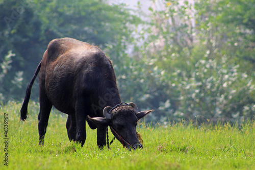 Buffalo eats grass