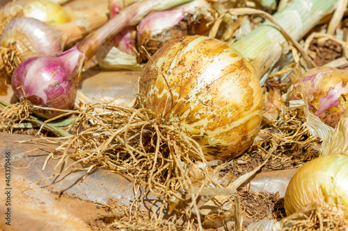 Close up of a freshly harvested onion bulb with the roots still attached. 