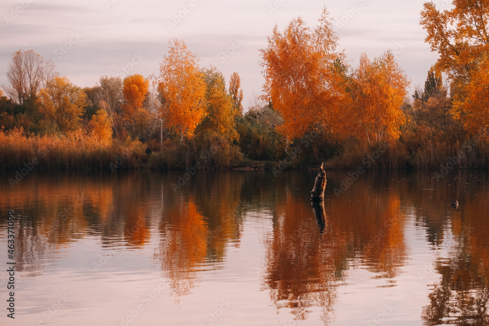 autumn trees reflected in water autumn trees reflected in water