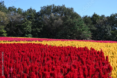 日本の国営武蔵丘陵森林公園の花畑で咲くカラフルな羽毛ケイトウ