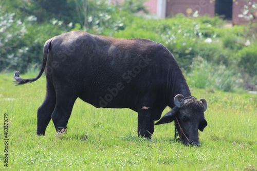 Black buffalo in the grass