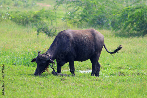 cape buffalo in the field