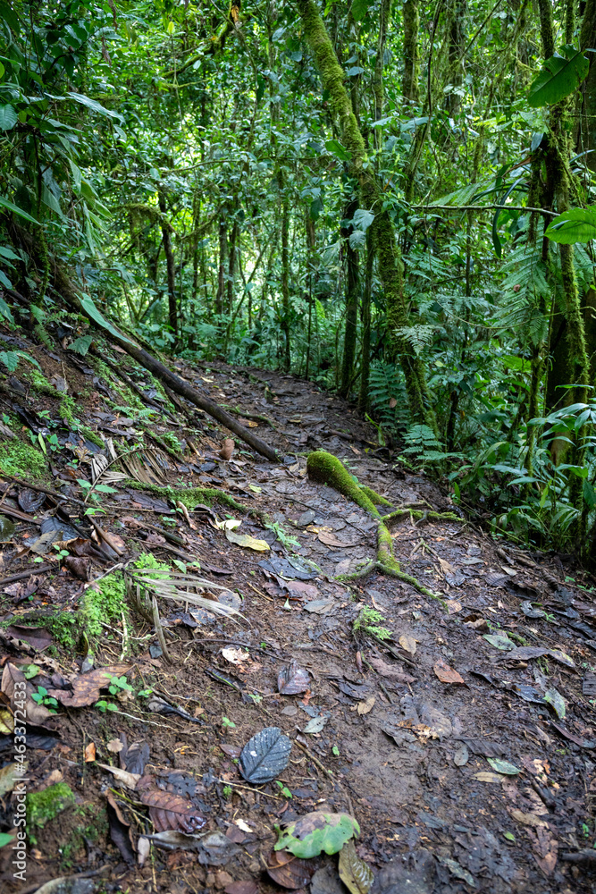 Trail Hiking Trail in the Jungle of Costa Rica Trail Hiking Trail in the Jungle of Costa Rica