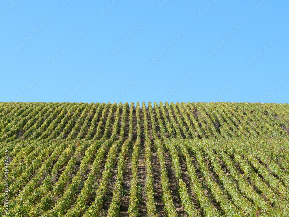 The vineyards are located between the Beine village and the town of Chablis. The 16th October 2021, Burgundy, France.