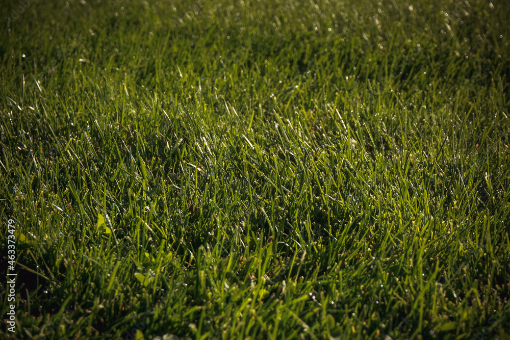 green grass background green grass background