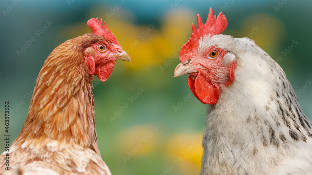 Duo of brown and white chicken