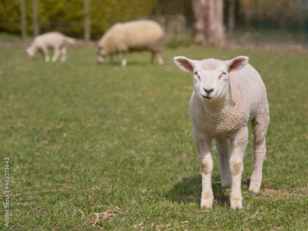 Portrait of a lamb of a Flemish white sheep