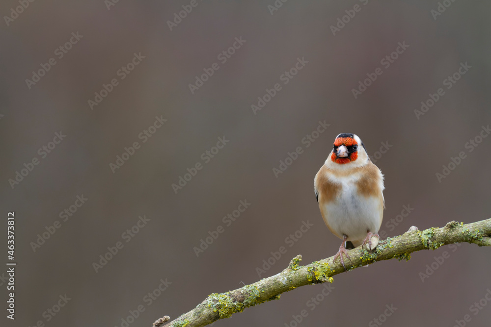 European Goldfinch Carduelis carduelis perched on a twig European Goldfinch Carduelis carduelis perched on a twig