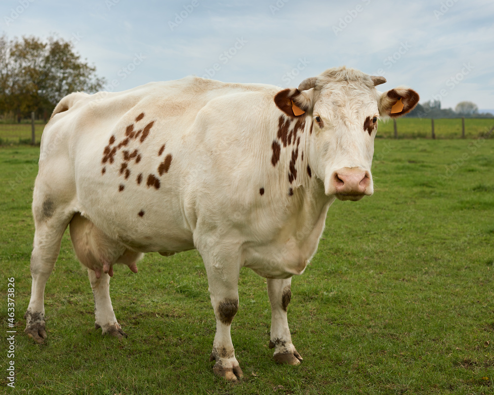 Brown white milk cow in meadow