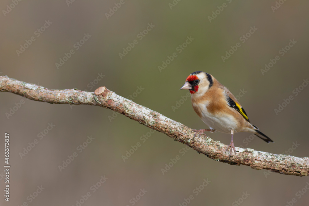 European Goldfinch Carduelis carduelis perched on a twig European Goldfinch Carduelis carduelis perched on a twig