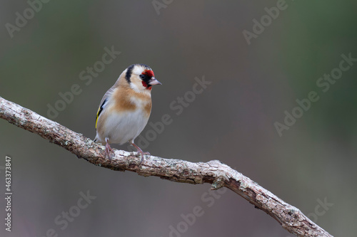 European Goldfinch Carduelis carduelis perched on a twig
