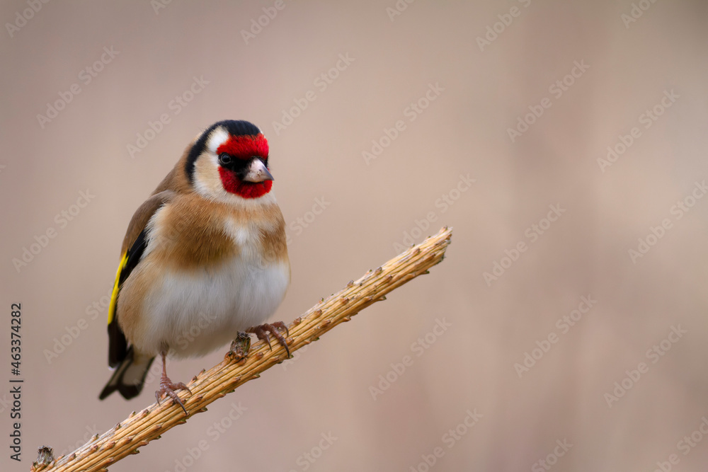 European Goldfinch Carduelis carduelis perched on a twig European Goldfinch Carduelis carduelis perched on a twig