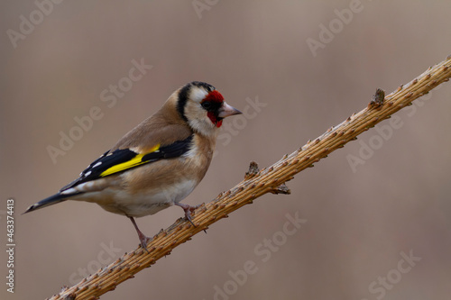 European Goldfinch Carduelis carduelis perched on a twig