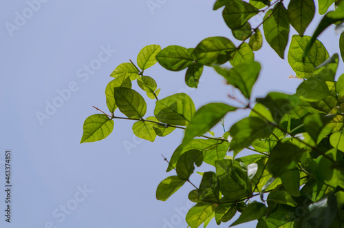 Fresh green plant on plain blue background abstract © karthikswot