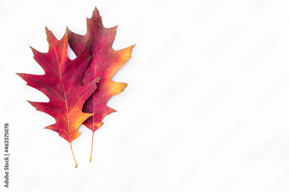 Kolorowe liście dębu czerwonego na białym tle. Jesień, październik. - obrazy, fototapety, plakaty 