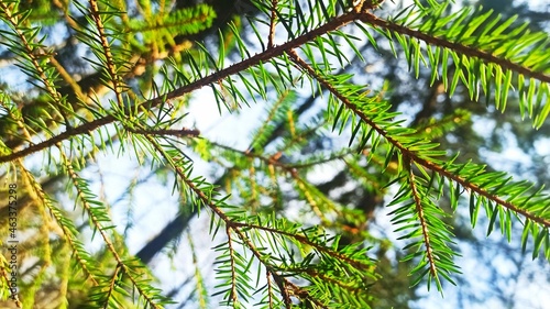 fir branch