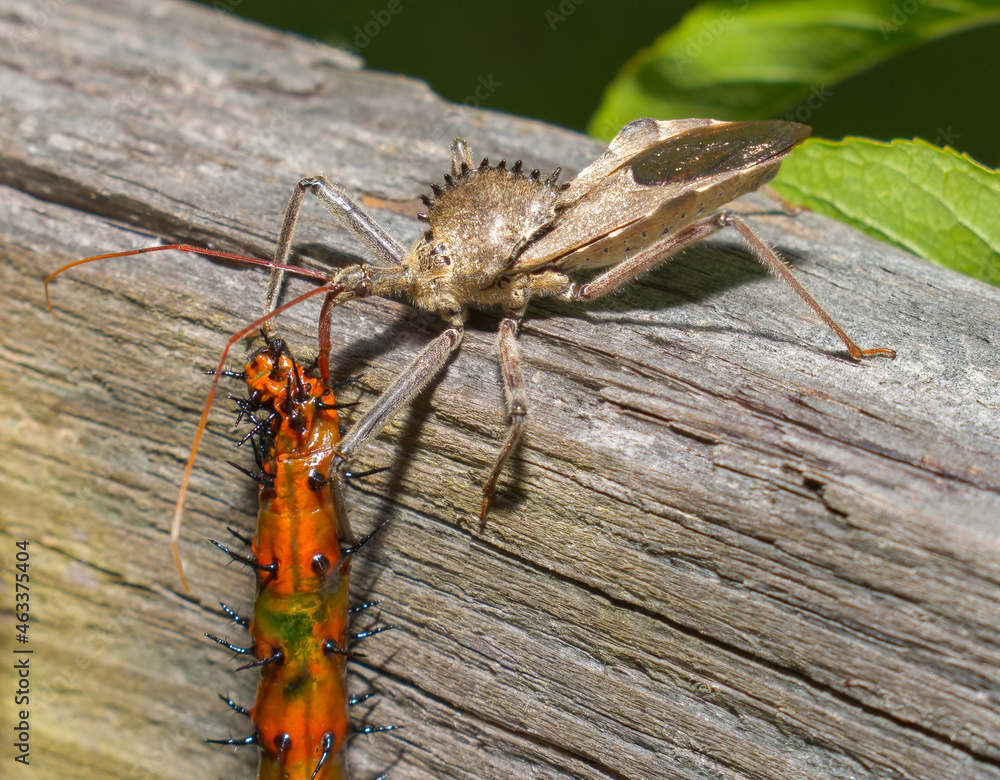 Adult wild wheel bug - Arilus cristatus - a beneficial assassin bug that preys on pest insects, eating a gulf fritillary butterfly caterpillar Adult wild wheel bug - Arilus cristatus - a beneficial assassin bug that preys on pest insects, eating a gulf fritillary butterfly caterpillar