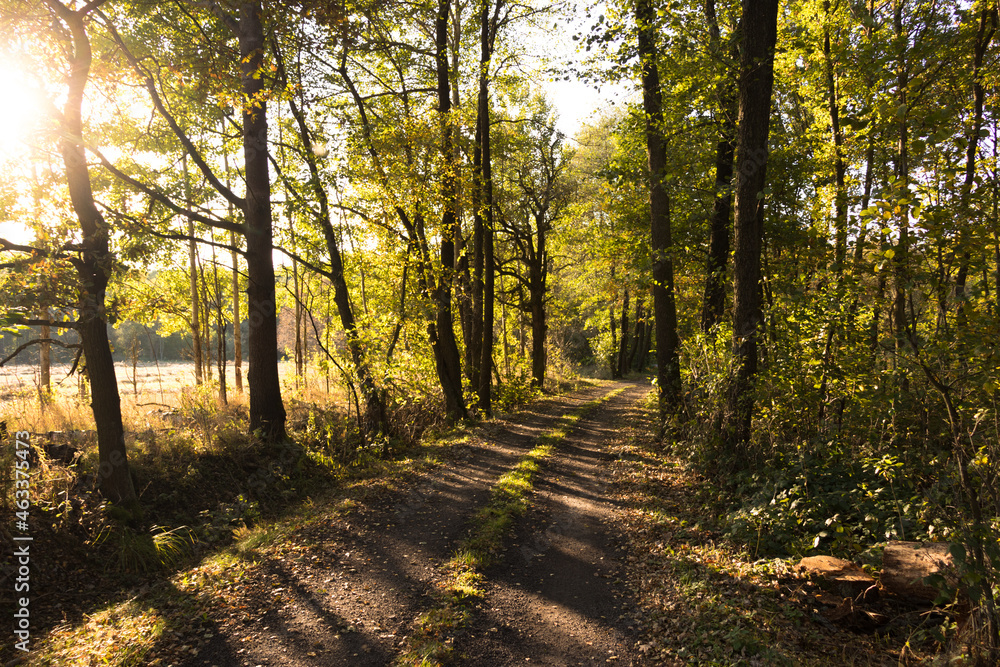 Fototapeta premium Sunny road, Kampinos National Park (Kampinoski Park Narodowy), Mazovia, Poland
