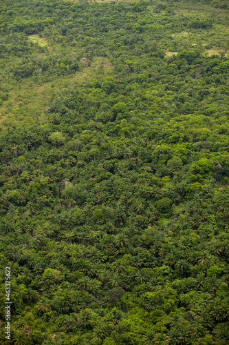 Aerial view of green forest. High quality photo © Buonaventura