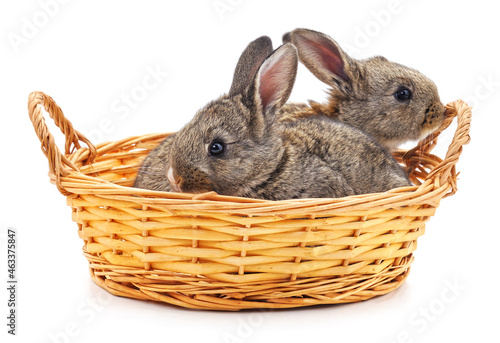 Rabbits in a basket.