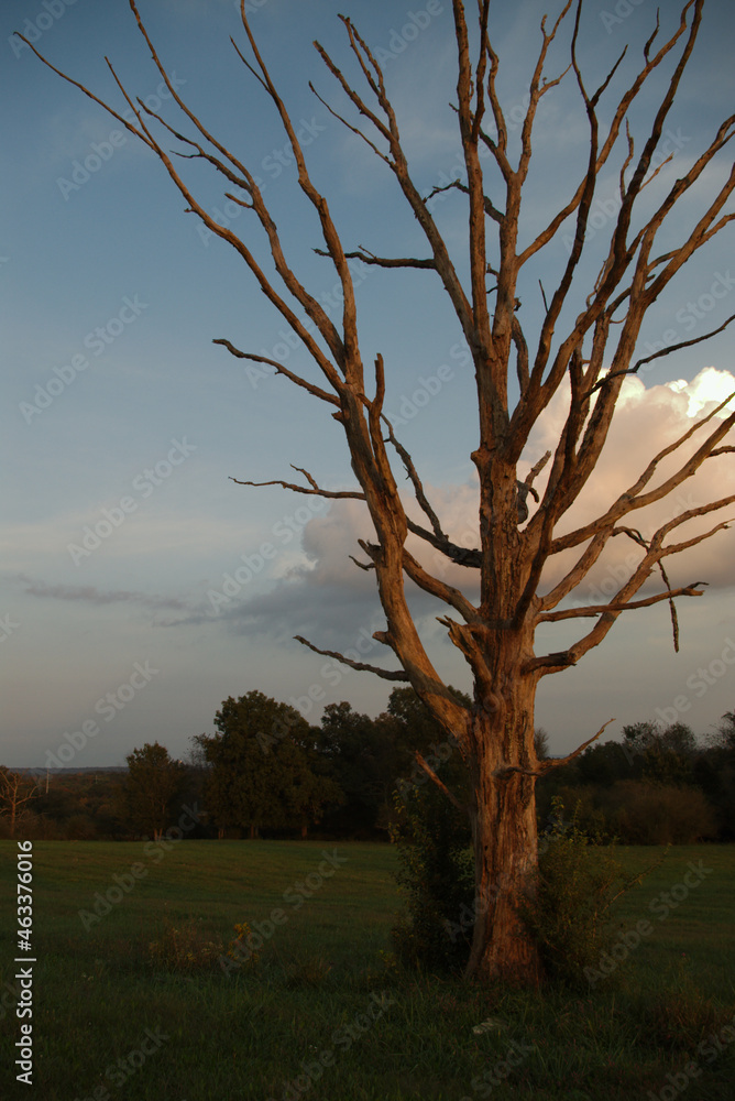 Fototapeta premium Dead tree in field with cloud in background