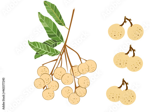 longan draw isolate longan set fruit tropical Thai healthy fruit sweet hanging flying