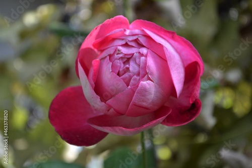 Wallpaper Mural tulip in bloom Torontodigital.ca