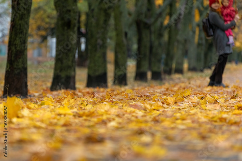 Autumn park with yellow fallen leaves. Walking in the park in autumn. Blurred background