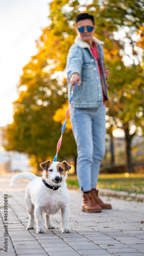 Jack Russell is pulling the leash. Woman walk with dog in autumn park
