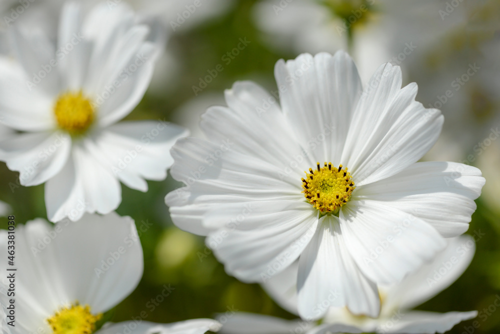 Fototapeta premium white cosmos flowers in garden