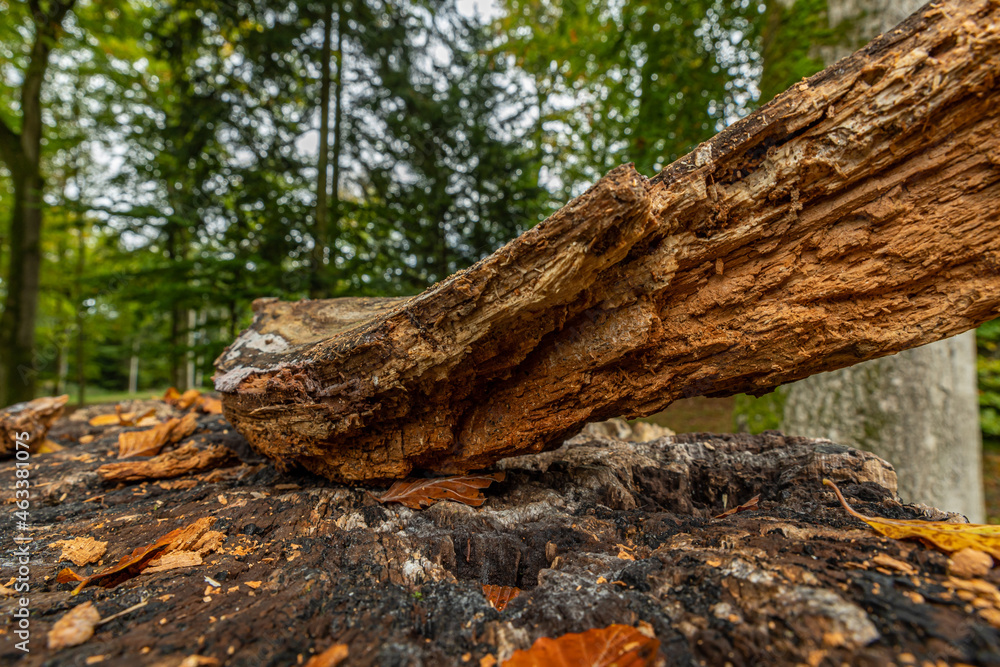 Old felled tree, pointing towards the horizon Old felled tree, pointing towards the horizon