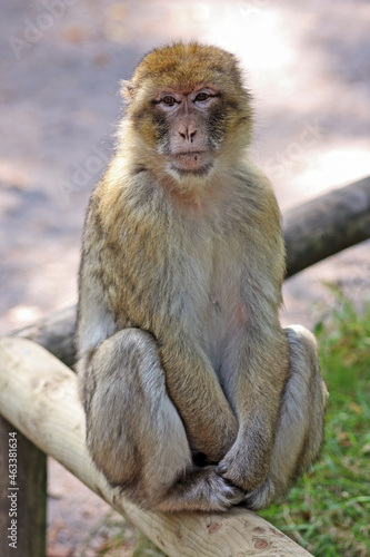 monkey © Ronster