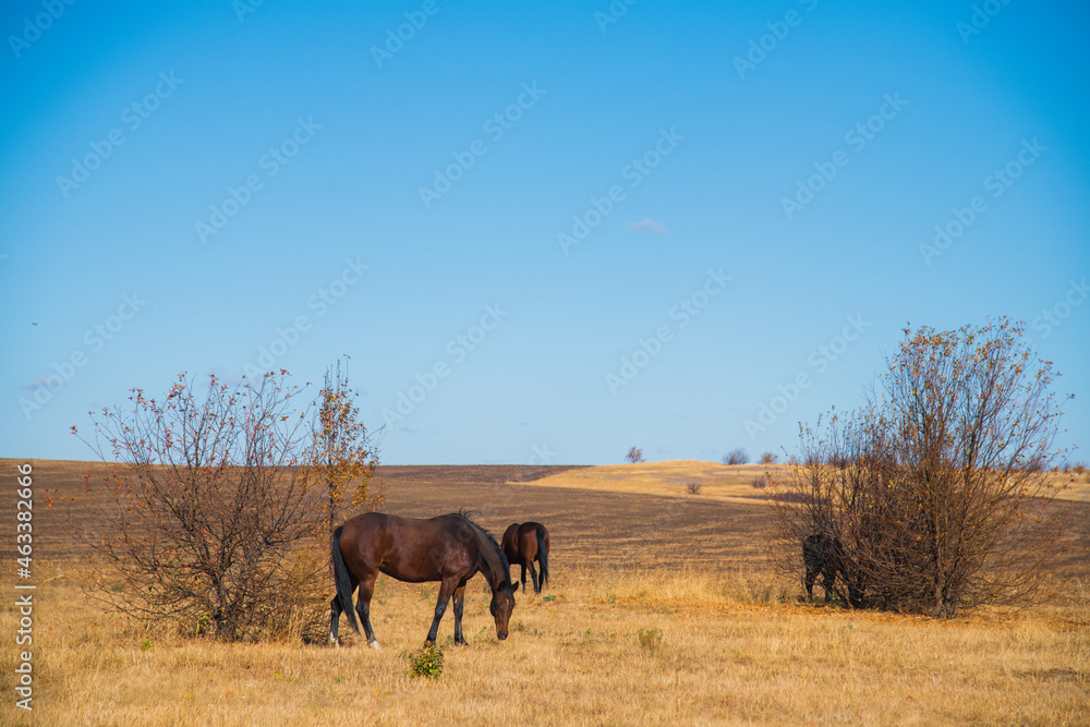 Fototapeta premium Horses graze under a clear sky